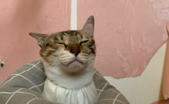 三花猫的两个老公娱乐吃瓜酱,两个老公的娱乐吃瓜日常