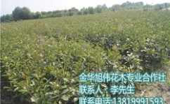 江苏苗木网,绿色生态，苗木产业的桥梁与纽带