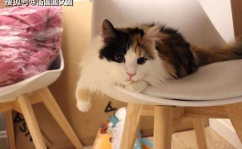 三花猫的两个老公娱乐吃瓜酱,两个老公的娱乐吃瓜日常