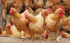 肉食鸡毛鸡价格,市场波动与养殖成本解析”