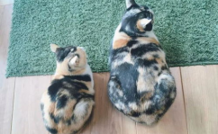 三花猫的两个老公娱乐吃瓜酱,两个老公的娱乐吃瓜日常