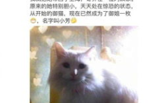 娱乐吃瓜君虐猫,道德底线何在？