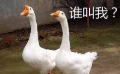 八鹅吃瓜菌会火不空娱乐,娱乐界的奇妙现象解析
