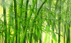 娱乐吃瓜酱竹子的生长速度,吃瓜酱竹子成焦点