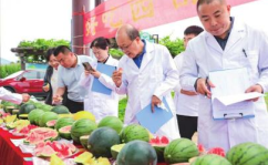 吃瓜论坛,网络舆论场上的“瓜田”风云