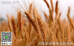 小麦价格行情,市场动态与趋势分析